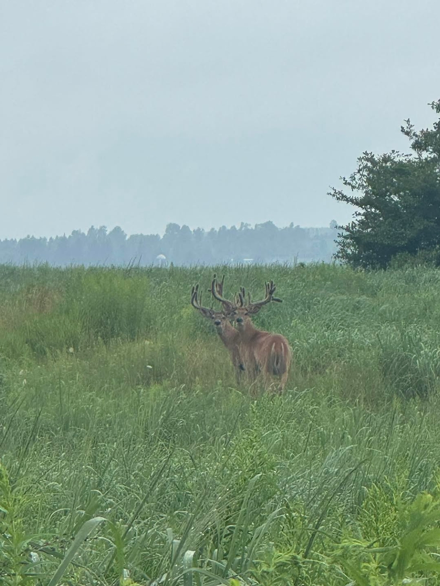 The Whitetail Hunt New York Whitetail Hunts